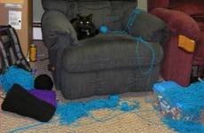 funny-pictures-yeah-i-didnt-know-i-could-knit-either funny-pictures-yeah-i-didnt-know-i-could-knit-either